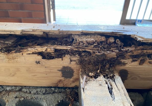 害虫駆除から異臭対策までスピード対応