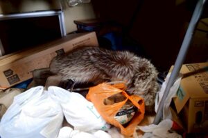 広島県広島市佐伯区1LDKアパートI様の特殊清掃事例