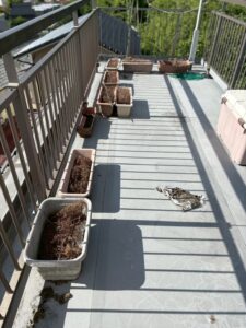 岡山県岡山市東区1KマンションW様の特殊清掃事例